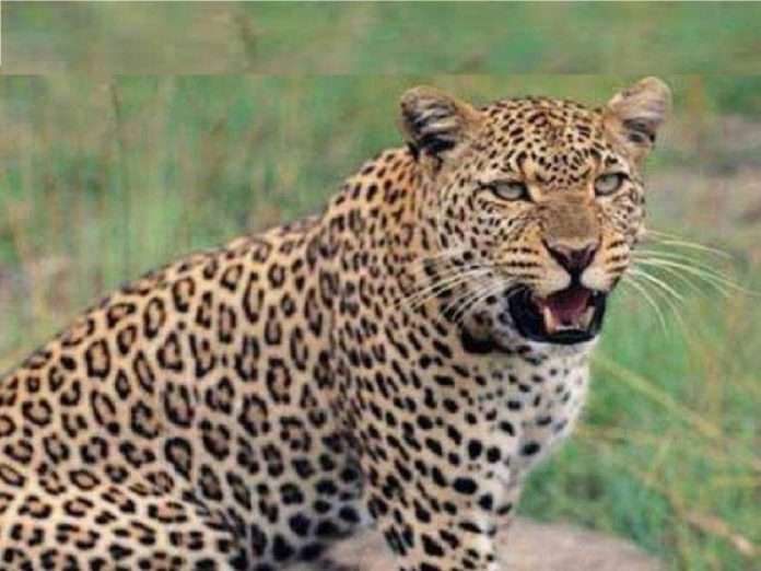 Leopard attack on Women in sangmeshwar, ratnagiri