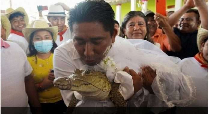 a mayor married a crocodile