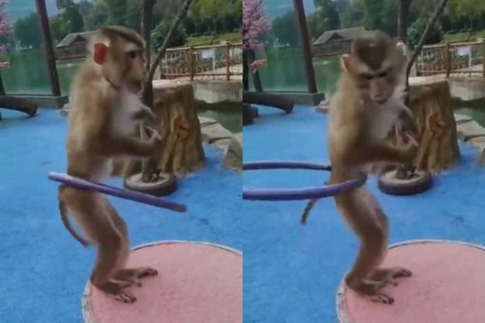 Monkey's funny dance viral video