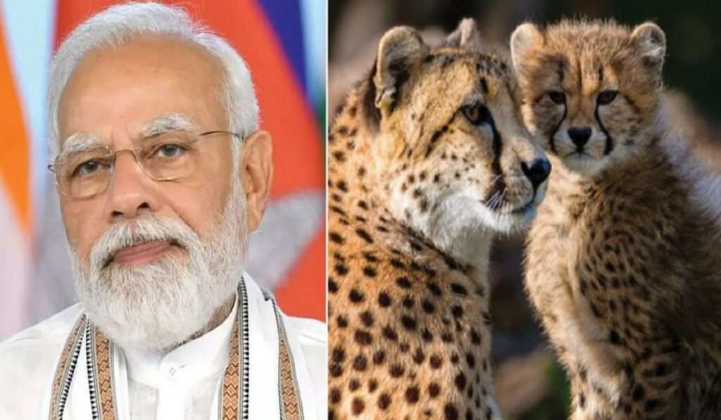 नरेंद्र मोदींच्या हस्ते भारतात ७० वर्षानंतर चित्यांचा गृहप्रवेश