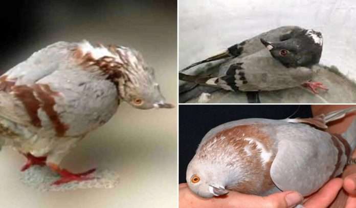 Pigeons turn into 'zombies'