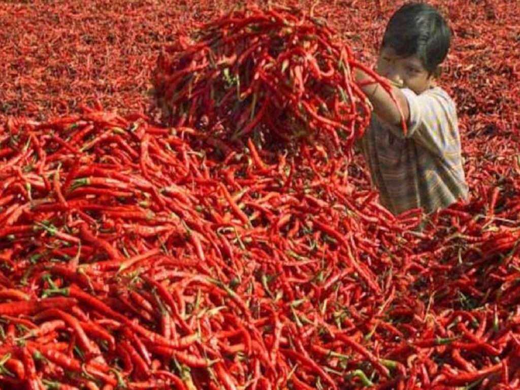 Red Chilli : लाल मिरची महागणार! मिरची राजधानी म्हणून ओळ्खल्या जाणाऱ्या पाकिस्तानला मोठा फटका