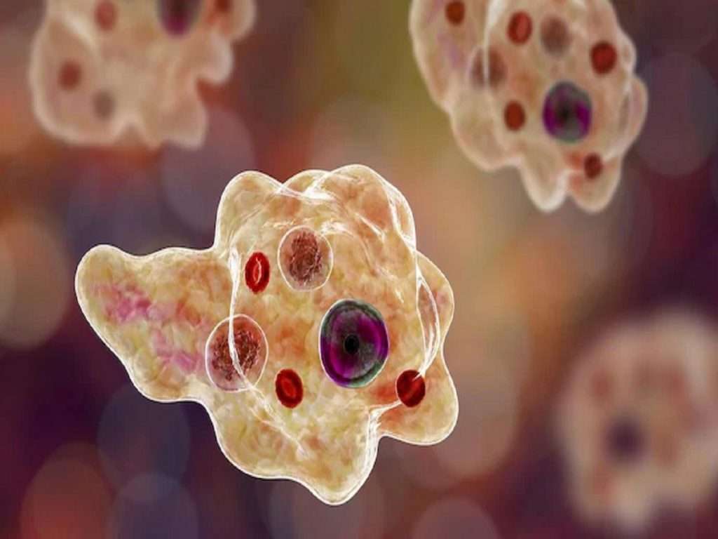 कोरोनानंतर आता Brain-eating amoeba जगभरात केला कहर! दक्षिण कोरियामध्ये ‘ब्रेन-इटिंग अमीबा’शी संबंधित पहिल्या मृत्यूची नोंद