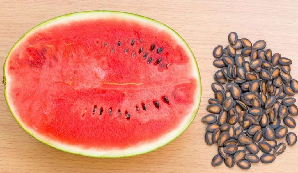 Watermelon Seeds तुम्हाला कलिंगडाचे फायदे माहित असतील, पण तुम्हाला त्याच्या बियांचे फायदे माहित आहे का ?