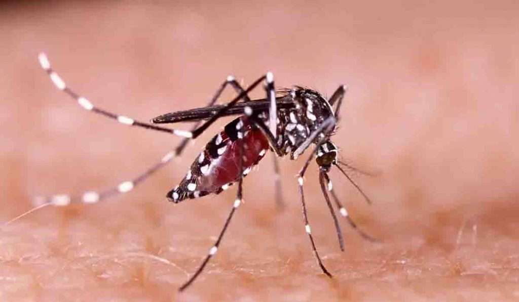 Zika virus झिका व्हायरसने कर्नाटकाचे दार ठोठवले, जाणून घ्या किती धोकादायक आहे हा विषाणू