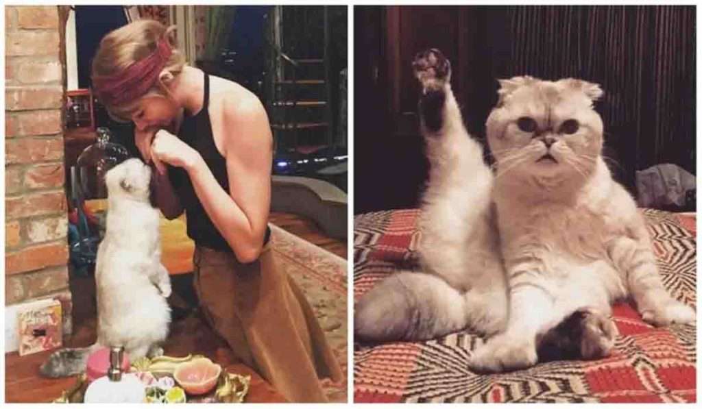 Taylor Swift’s Cat’s Networth टेलर स्विफ्टची मांजर आहे जगातील सर्वात महाग मांजर