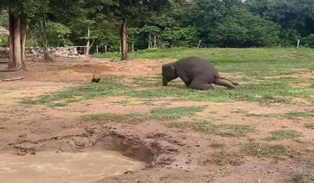 कोंबडीच्या पिला मागे धावता धावता पाहा कशी  बेबी हत्तीची झाली फजिती