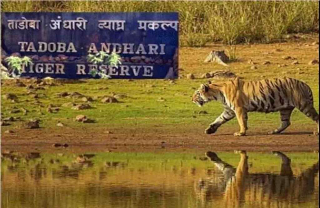 ताडोबामध्ये २०० पशु-पक्ष्यांचा आवाज काढणारा बर्डमॅन