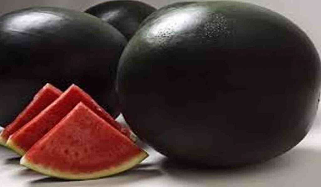 Most Expensive Watermelon – लाखोंच्या किमतीला विकले जात आहे हे कलिंगड कसे ते जाणून घ्या