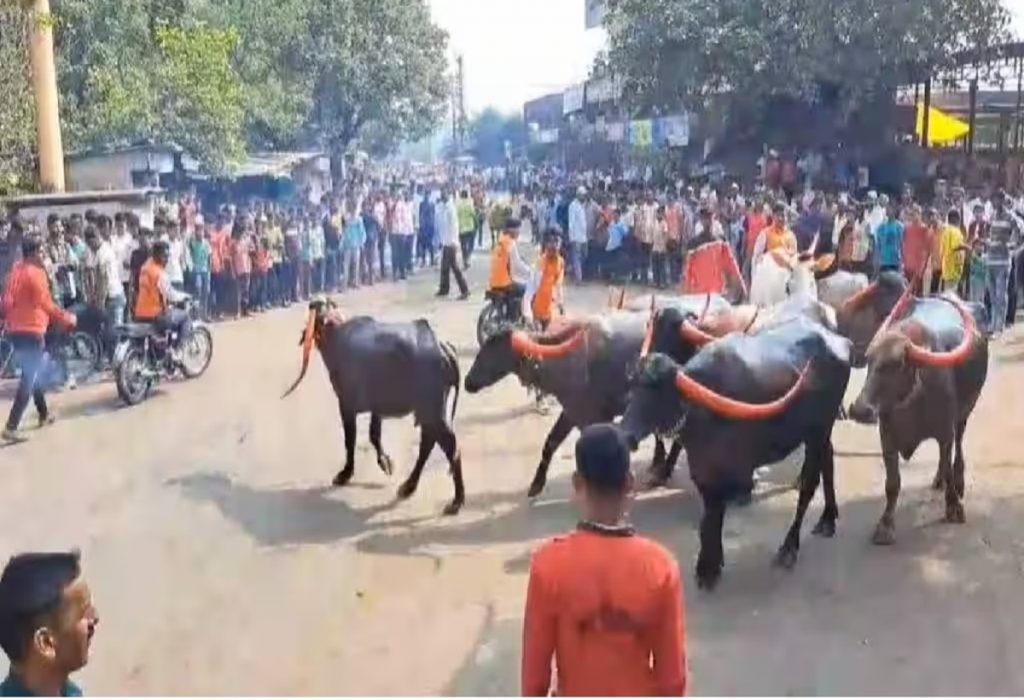 कोल्हापुरात रंगली म्हशी पळवण्याची स्पर्धा!