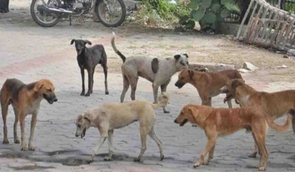 पुण्यात भटक्या कुत्र्याचा धुमाकूळ, हल्ल्यात चिमुकला गंभीर जखमी