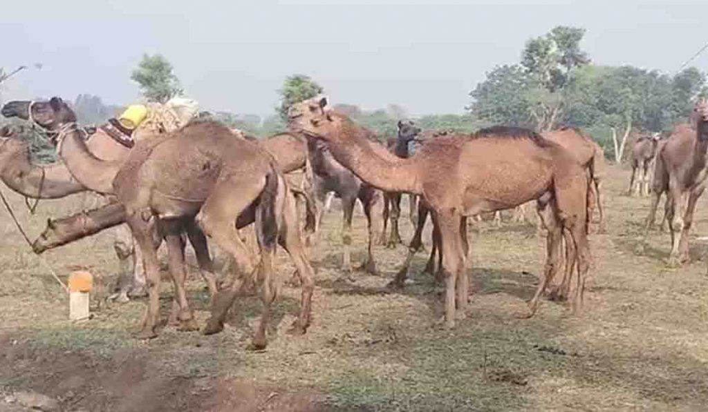 धुळ्यात उंटांची अवैध वाहतूक, शिरपूर पोलिसांकडून ४९ उंट ताब्यात