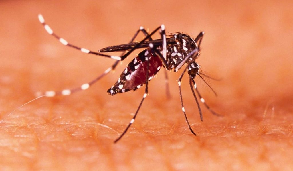 Pune Zika Virus : पुण्यात Zika ची चिंता वाढली, दोघांचा मृत्यू तर रुग्णसंख्येत वाढ, काय काळजी घ्यायची?