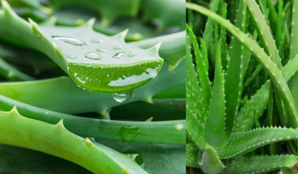 Aloe Vera फक्त त्वचेसाठीच नाही आरोग्यासाठीही ठरेल गुणकारी…जाणून घ्या फायदे