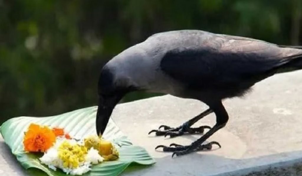 घरी शुभ कार्य झाले असेल तर पितृपक्षात पितरांना तर्पण, पिंडदान, दान करावे की नाही ? याबद्दल जाणून घ्या सविस्तर…